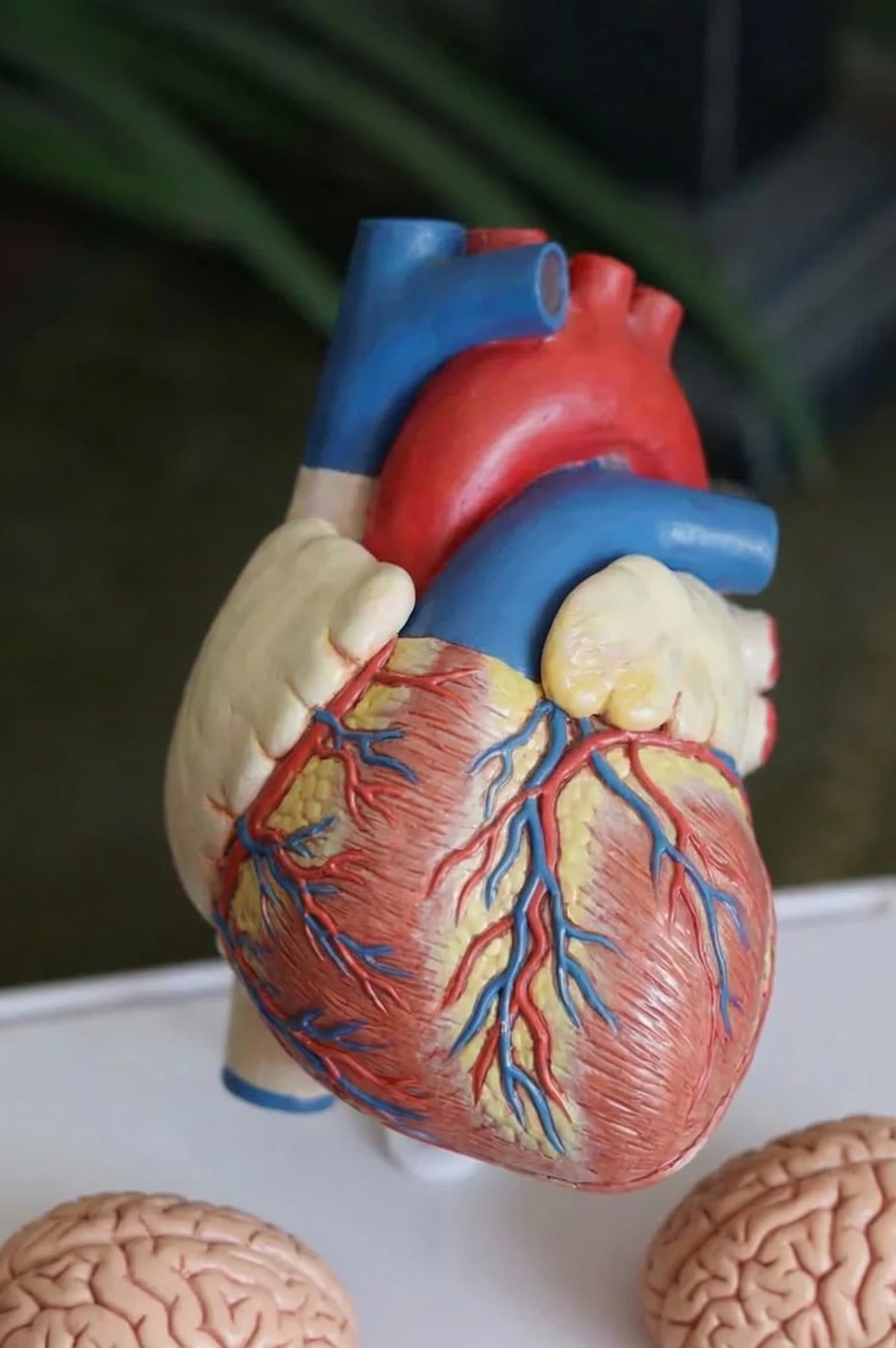 Longevity & Vitality